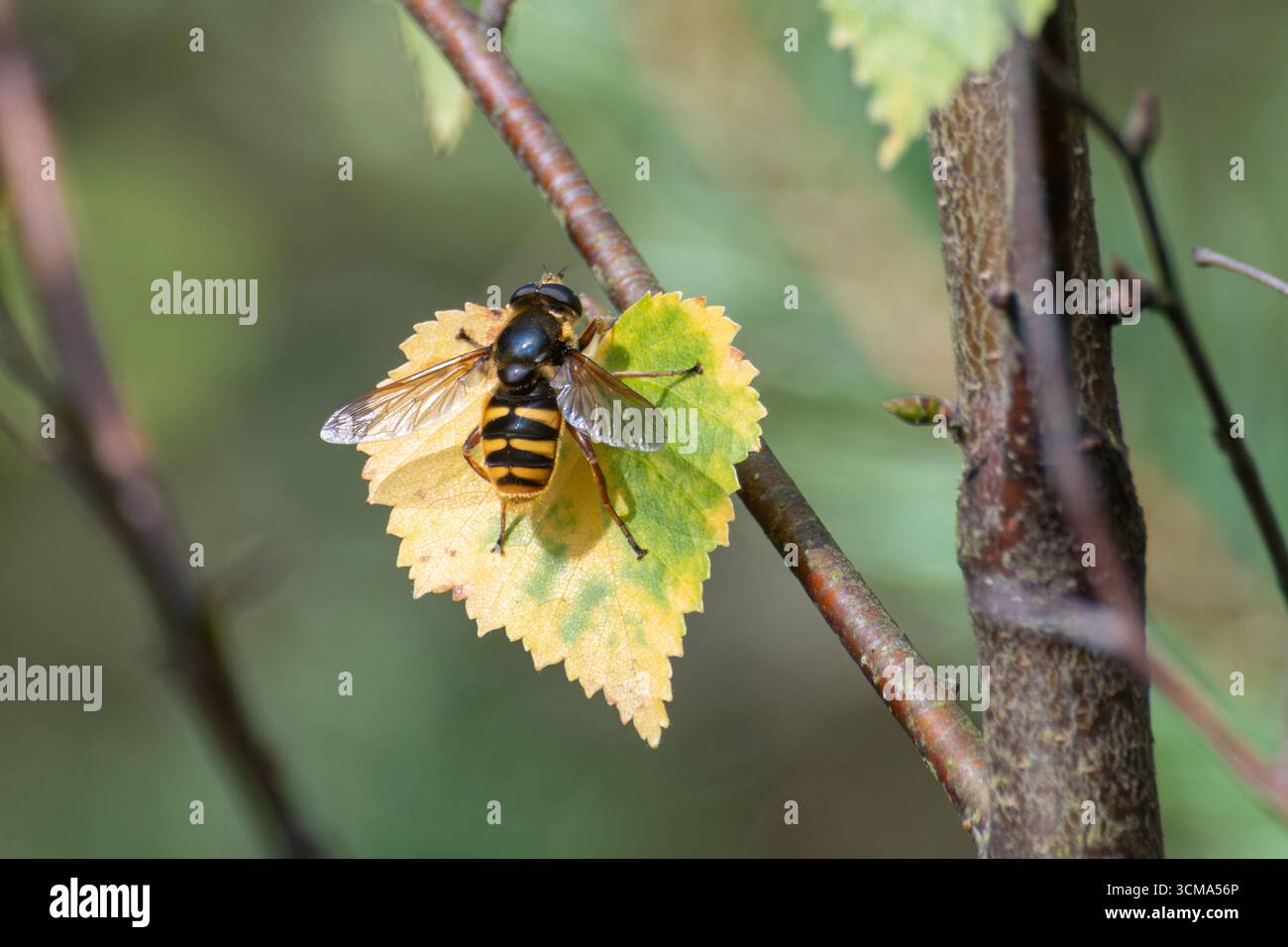 Tourbière (Sericomyia silentis) reposant sur une feuille de bouleau argenté jaune au début de l'automne ou en septembre, Hampshire, Angleterre, Royaume-Uni Banque D'Images