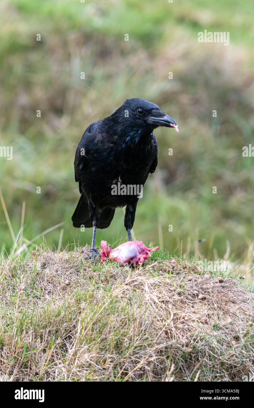 Corneille charoie (Corvus corone) se nourrissant de proies dans les prairies, Angleterre, Royaume-Uni Banque D'Images