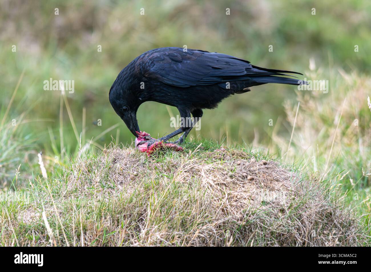 Corneille charoie (Corvus corone) se nourrissant de proies dans les prairies, Angleterre, Royaume-Uni Banque D'Images