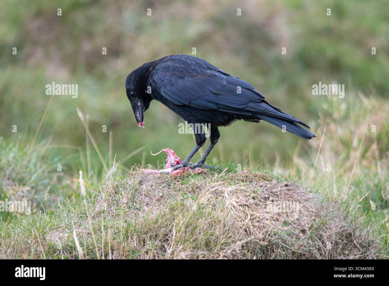 Corneille charoie (Corvus corone) se nourrissant de proies dans les prairies, Angleterre, Royaume-Uni Banque D'Images