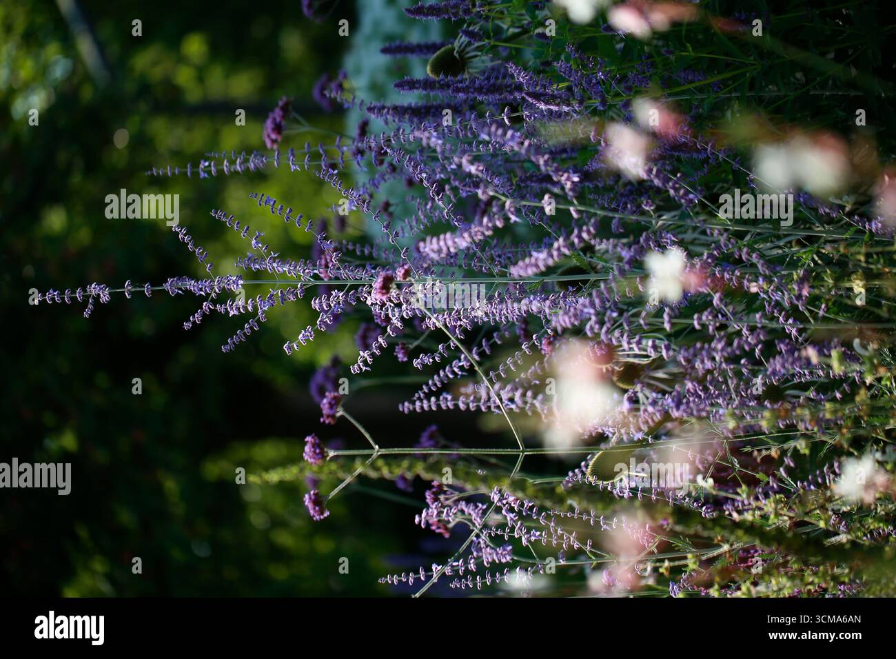 Sauge russe (Perovskia atriplicifolia) avec fleur d'abeille de Lindheimer et verveine à pépins (Verbena bonariensis) Banque D'Images