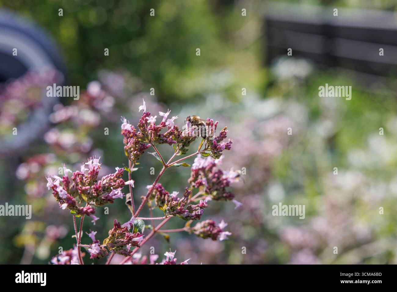 Conception de jardin respectueux des abeilles gros plan de fleurs d'origan et d'abeilles en fleurs Banque D'Images