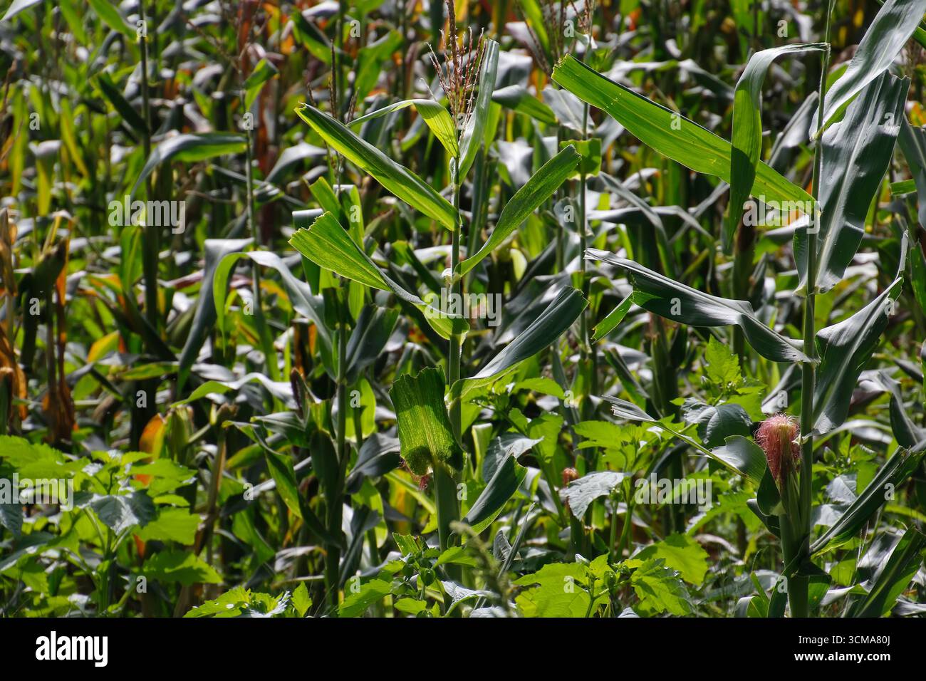 Image vibrante d'épis de maïs mûrs dans un champ de maïs vert, idéal pour l'agriculture, l'alimentation, l'agriculture et les thèmes de la nature Banque D'Images