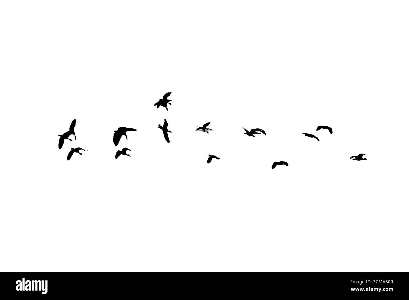 Oiseau sillhouette affluent les oiseaux noirs. Troupeaux de pigeons volants isolés sur fond blanc. Enregistrer avec masque. oiseaux volants formation de pigeons Banque D'Images Oiseau sillhouette affluent les oiseaux noirs. Troupeaux de pigeons volants isolés sur fond blanc. Enregistrer avec masque. oiseaux volants formation de pigeons Banque D'Images