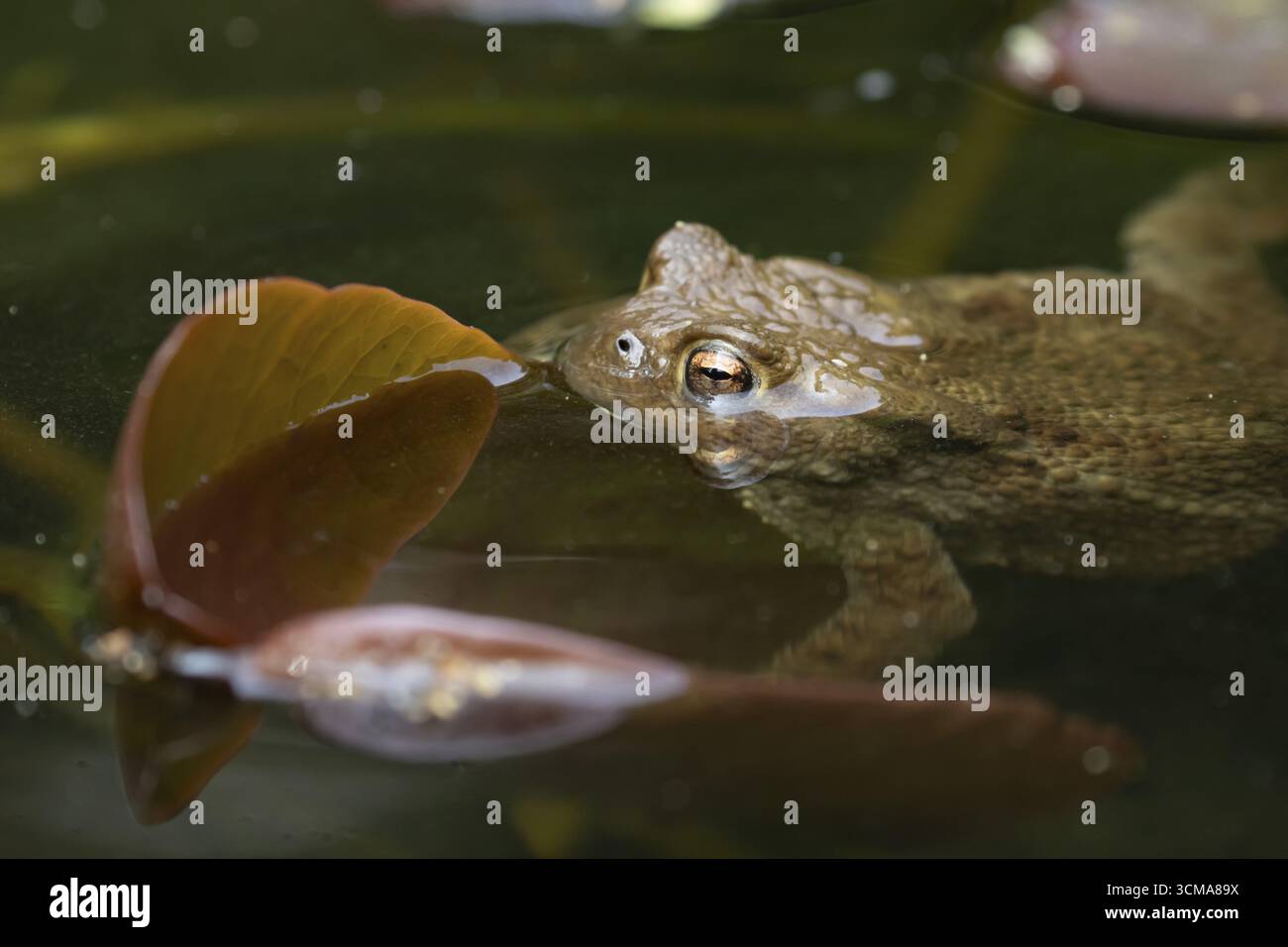Crapaud commun (Bufo bufo) amphibien adulte à la surface de l'eau d'un étang de jardin, Angleterre, Royaume-Uni Banque D'Images