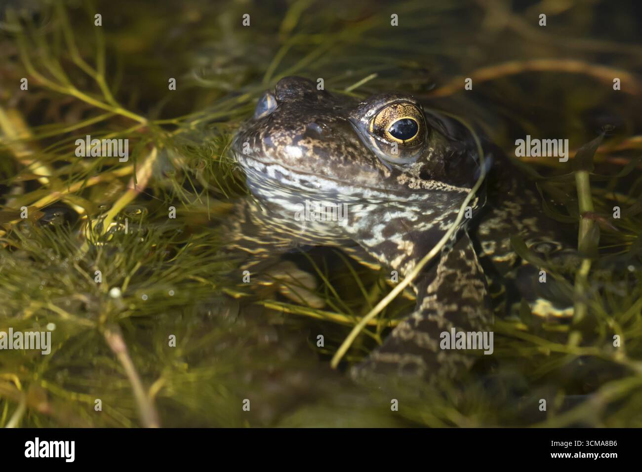 Grenouille commune (Rana temporaria) amphibien adulte à la surface de l'eau d'un étang de jardin, Angleterre, Royaume-Uni Banque D'Images