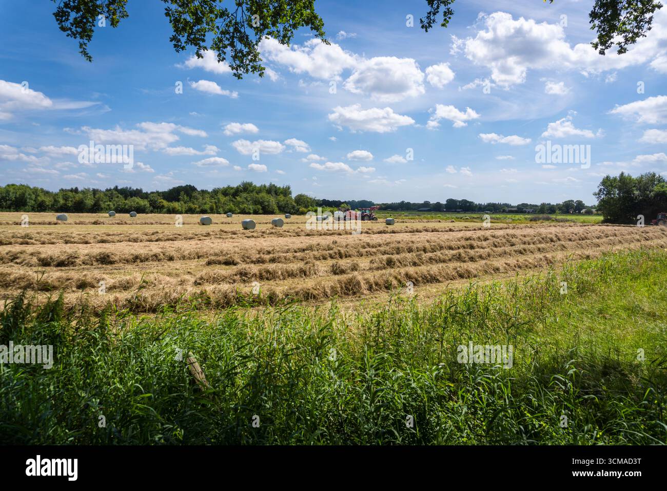 Un tracteur dans un champ dans la campagne pressant le foin Banque D'Images