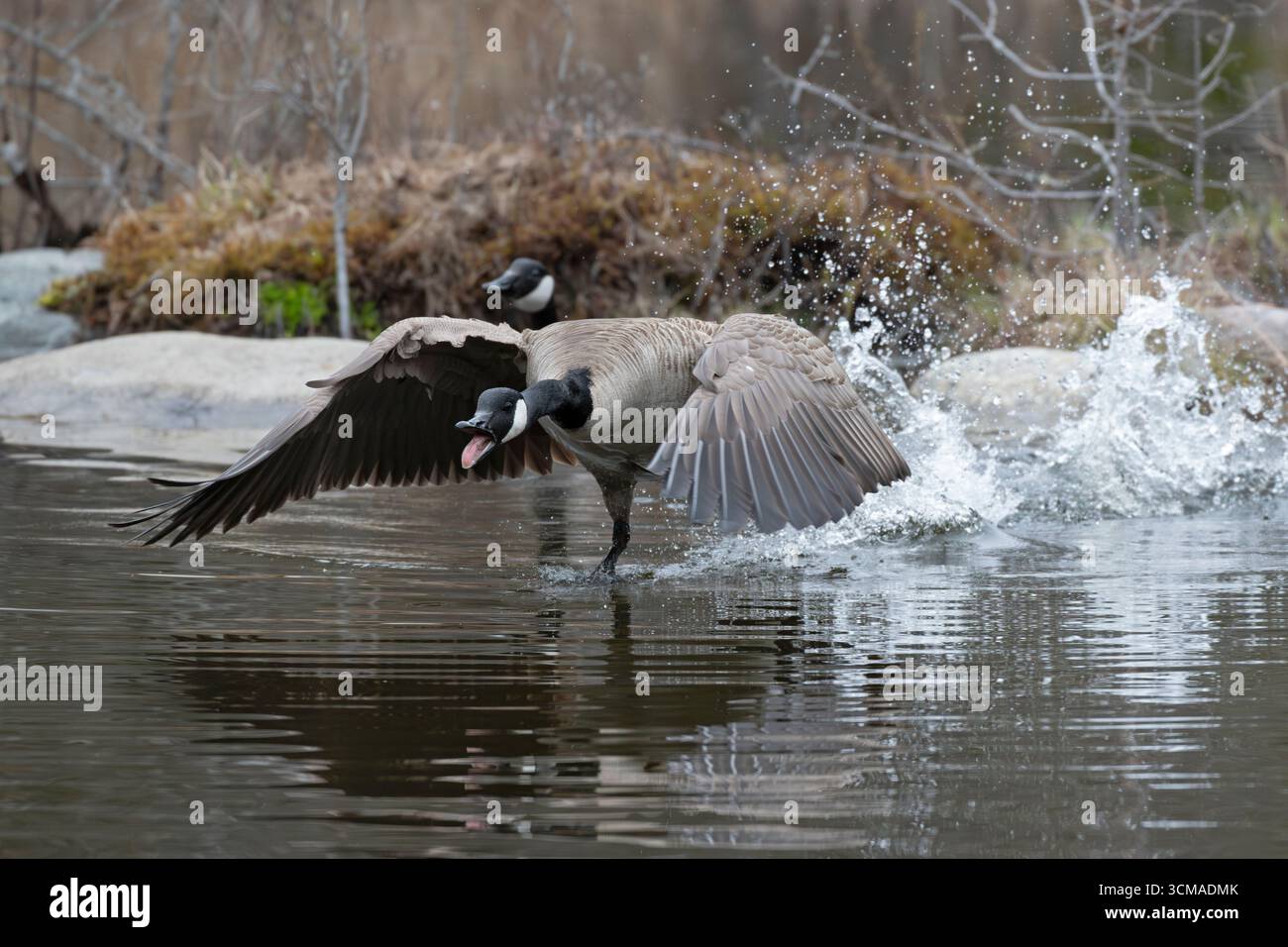 Décollage de l'oie du Canada (Branta canadensis). Avril dans le parc national d'Acadia, Maine, États-Unis. Banque D'Images