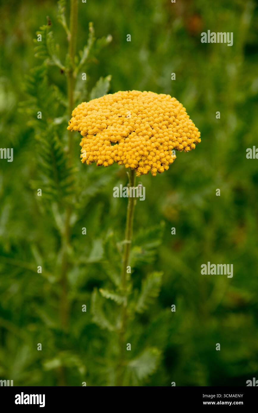 achillea filipendulina 'tissu d'or' Banque D'Images