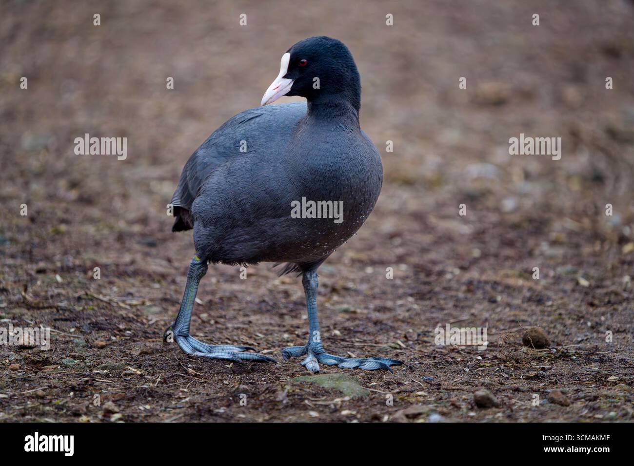Un Coot européen, (Fulica atra), debout sur la rive d'un lac au WWT Martin Mere Wetlands Centre à Burscough, Lancashire, Royaume-Uni Banque D'Images