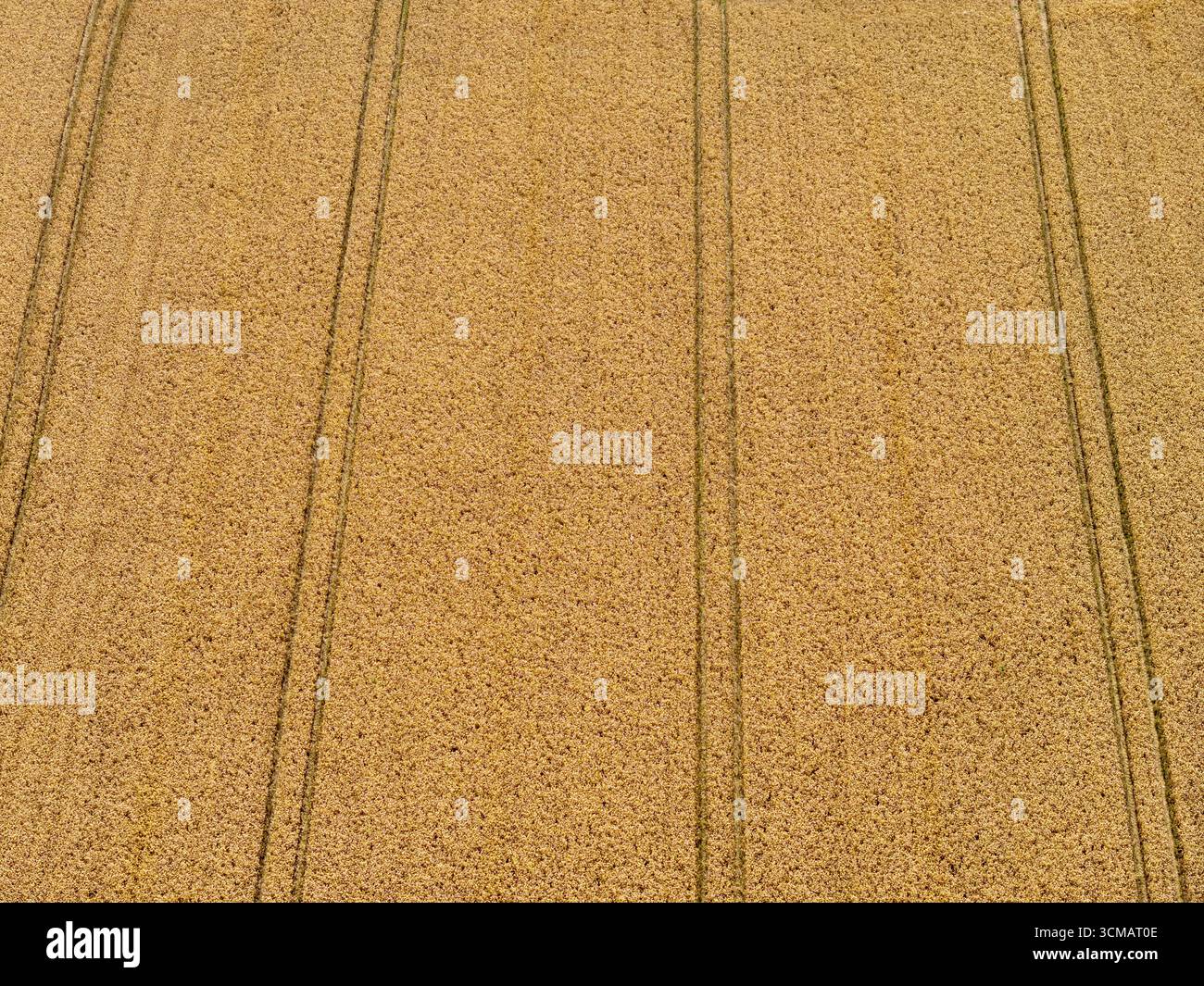 Vue aérienne d'un champ de blé en Angleterre avec des lignes verticales de tracteur marquant les rangs de récolte Banque D'Images