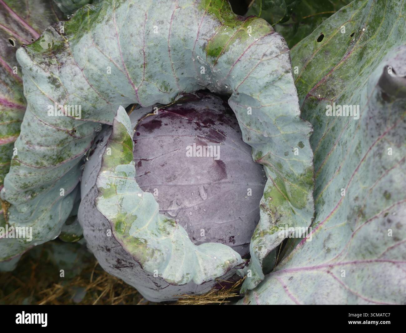 Une tête violette serrée de chou rouge (Brassica oleracea var. capitata f. rubra) se formant parmi de grandes feuilles extérieures au début de l'automne Banque D'Images