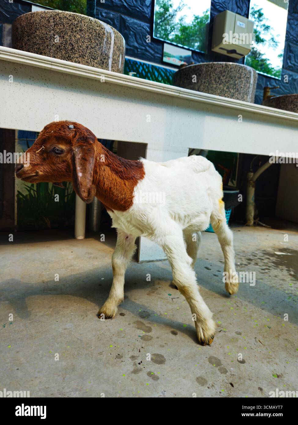 Goat Kid à tête brune dans une ferme intérieure Banque D'Images