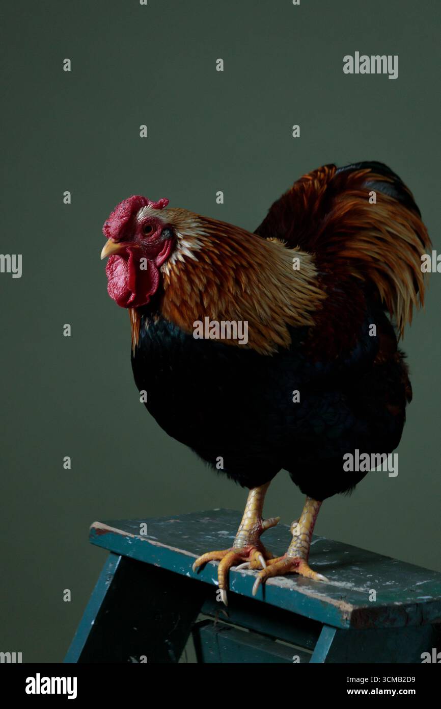 Gros plan d'un coq coloré sur une marche bleue, nature morte Banque D'Images