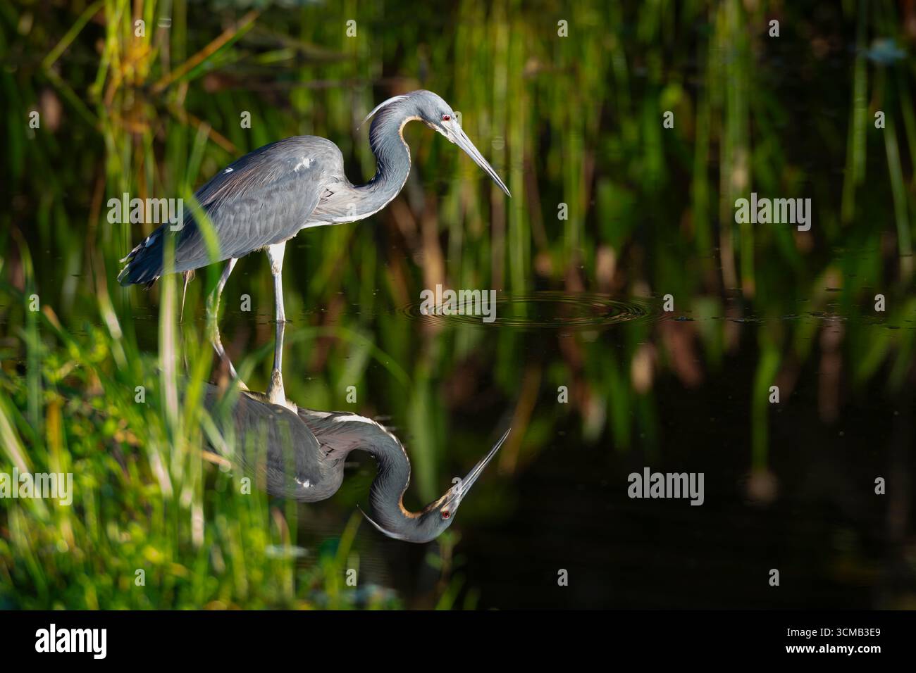 Pêche au héron tricolore (Egretta tricolor). Mars dans les marais de Green Cay, comté de Palm Beach, Floride. Banque D'Images