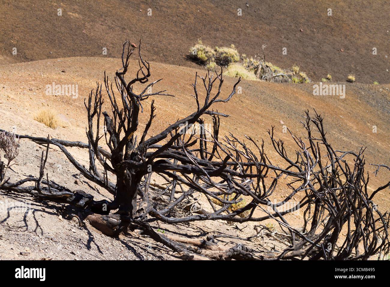 Paysage volcanique dans le parc national du Teide, île de Tenerife, Espagne Banque D'Images