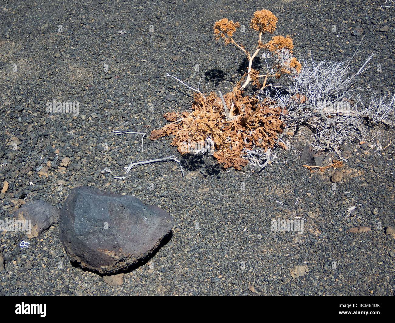 Paysage volcanique dans la pointe de Teno, île de Tenerife, Espagne Banque D'Images