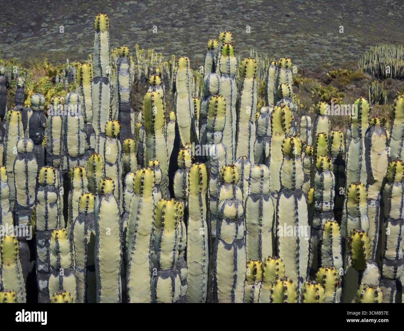 Cactus à Teno point, île de Tenerife, Espagne Banque D'Images