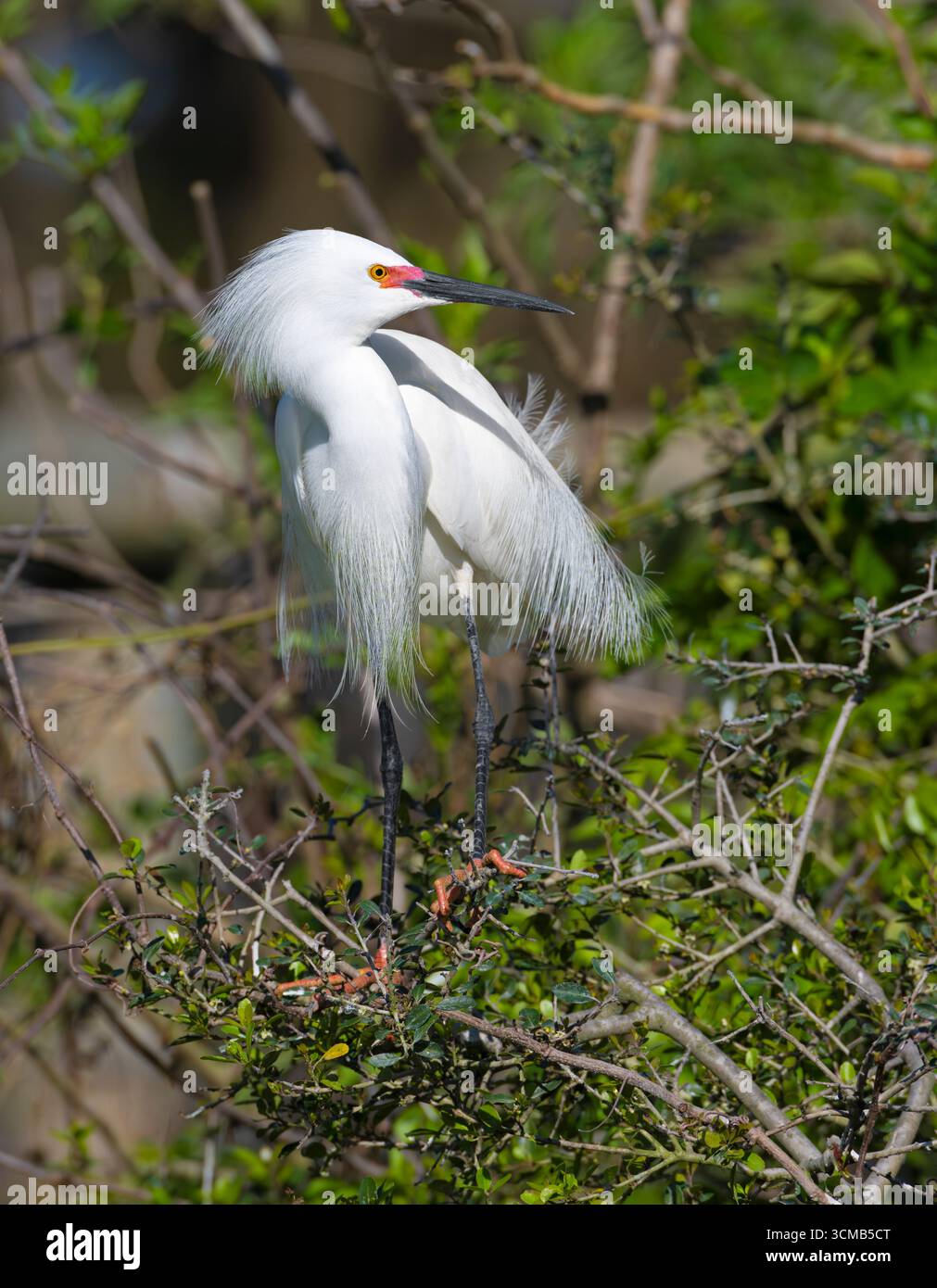 Aigrette enneigée (Egretta thula) dans le plumage d'accouplement. Marche dans une recrue à un établissement Augustine, Floride. Banque D'Images