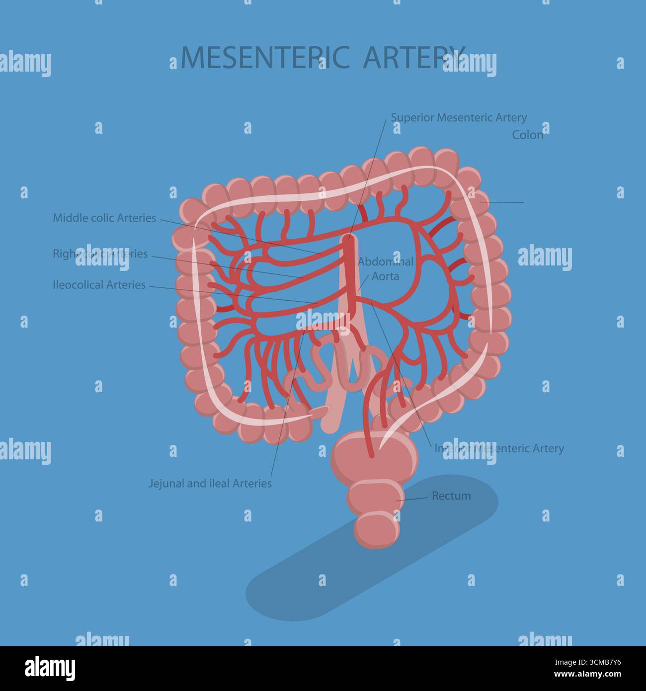 Illustration plate isométrique 3D de l'artère mésentérique, système de circulation sanguine abdominale Banque D'Images
