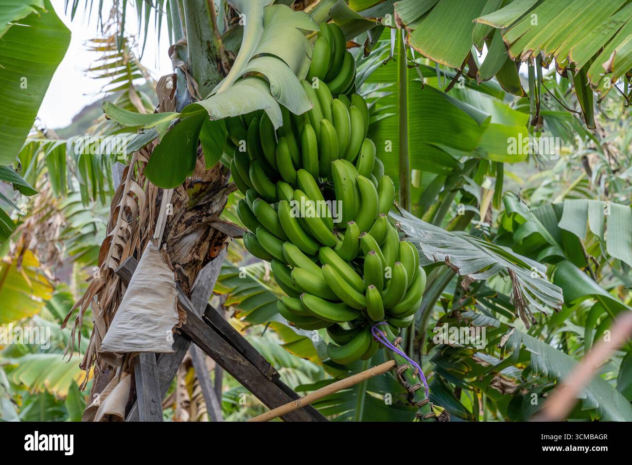 Botte de bananes vertes poussant sur Banana Tree dans Banana Plantation Banque D'Images