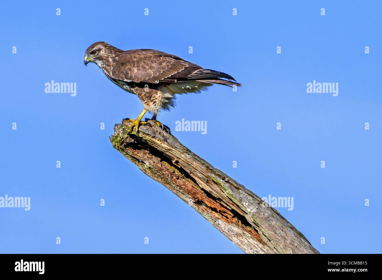 Buzzard commun (Buteo buteo) perché sur le tronc d'arbre mort contre le ciel bleu Banque D'Images