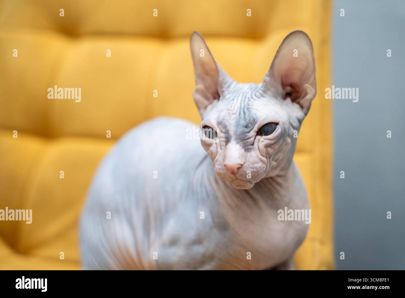 Un chat Sphynx sans poils est assis confortablement sur une chaise jaune vif, mettant en valeur ses rides distinctes et son apparence unique. Le cadre intérieur offre un c Banque D'Images