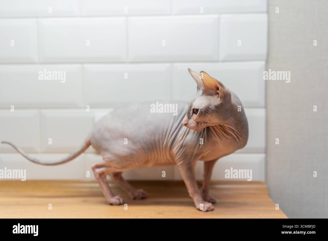 Un chat Sphynx sans poils avec des rides distinctives à la maison contre un mur carrelé, mettant en valeur son apparence unique et sa nature amicale dans un décor intérieur Banque D'Images