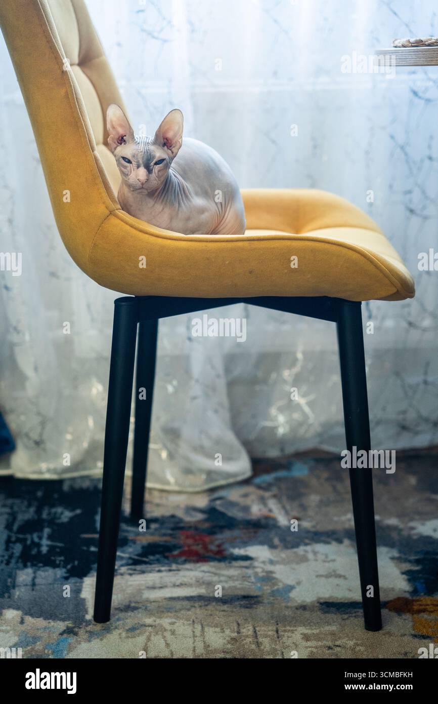 Un chat Sphynx sans poils est assis confortablement sur une chaise rembourrée jaune vif, regardant vers la caméra avec sa peau ridée distinctive et sa grande EA Banque D'Images