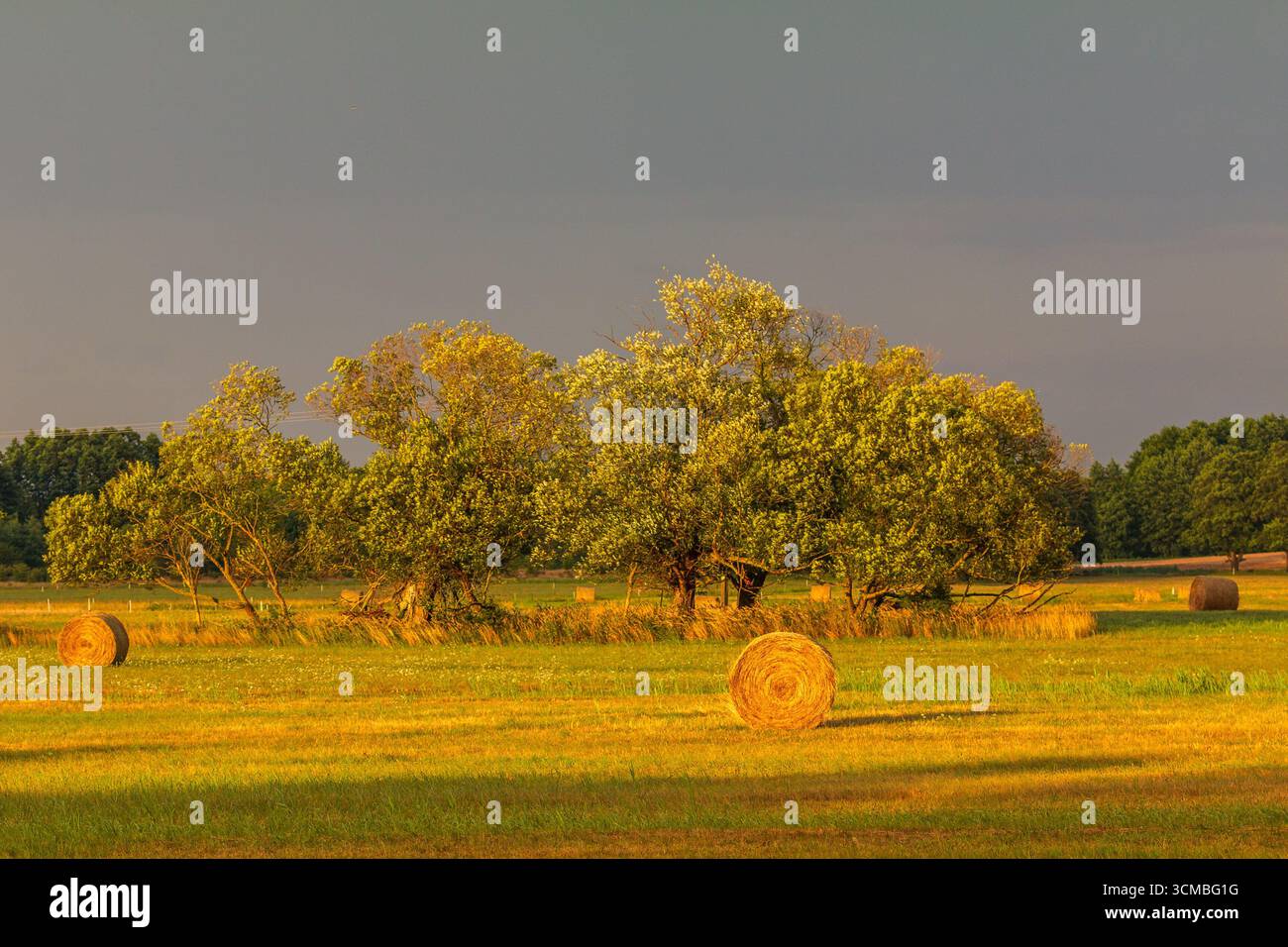 Balles de foin rondes couchées sur une prairie verte et dorée près des arbres de la lagune de Szczecin en Pologne. Banque D'Images
