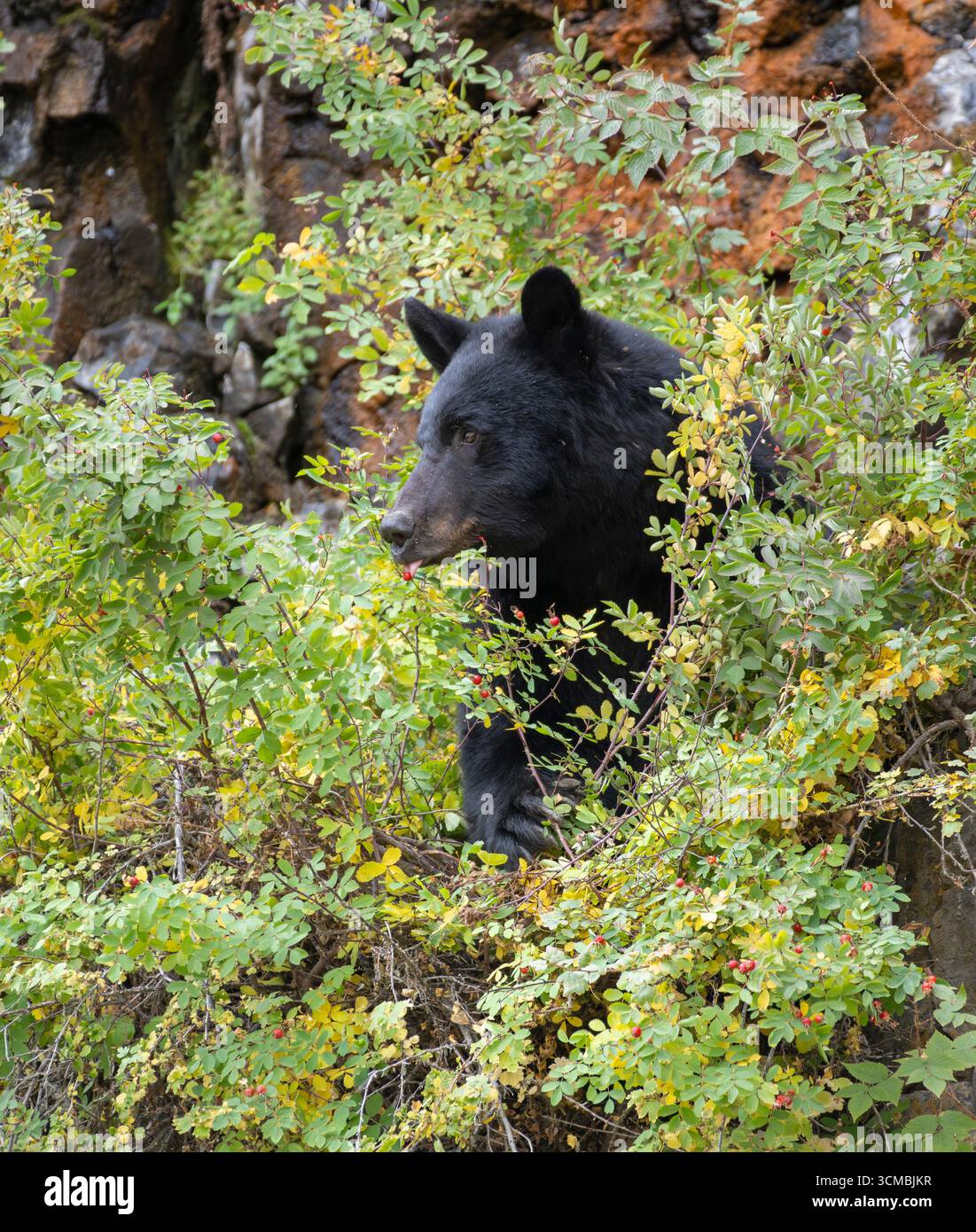 Un ours noir affamé (Ursus americanus) trouve un trésor de baies rouges (baies d'aubépine). C'est fin septembre dans le parc national de Yellowstone. Banque D'Images