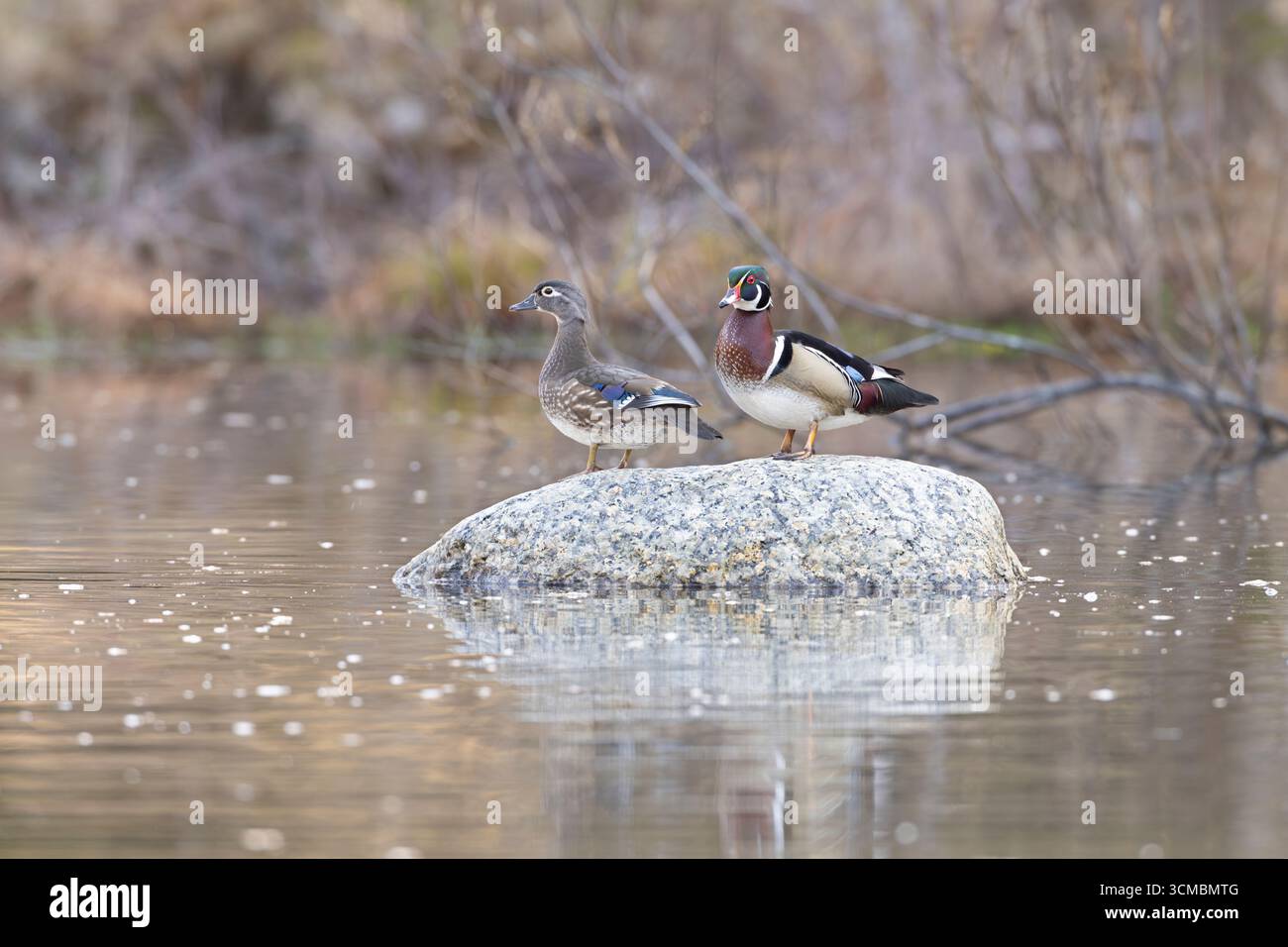 Wood Duck (Aix sponsa) couple. Avril dans le parc national d'Acadia, Maine, États-Unis. Banque D'Images