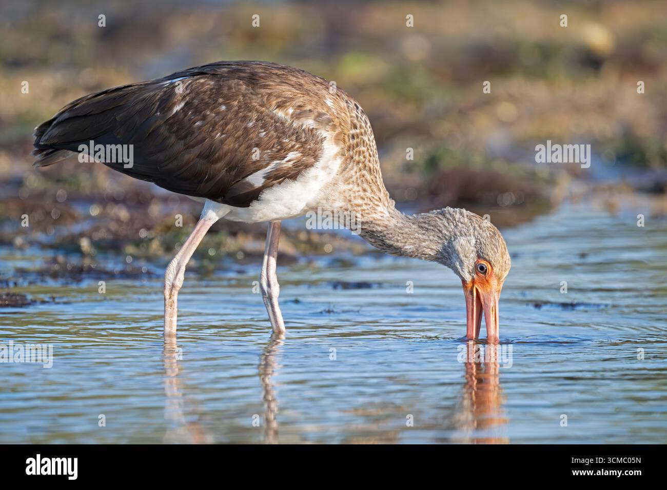 American White Ibis (Eudocimus albus) au coucher du soleil. Mars dans le parc national de Myakka River, Floride. Banque D'Images
