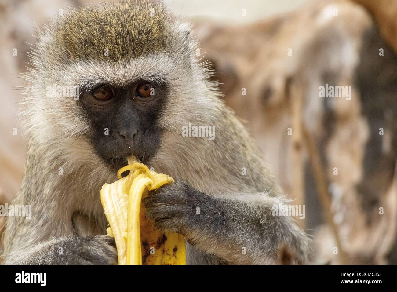 Singe vervet mangeant une banane volée dans le parc national de Tarangire, Tanzanie Banque D'Images