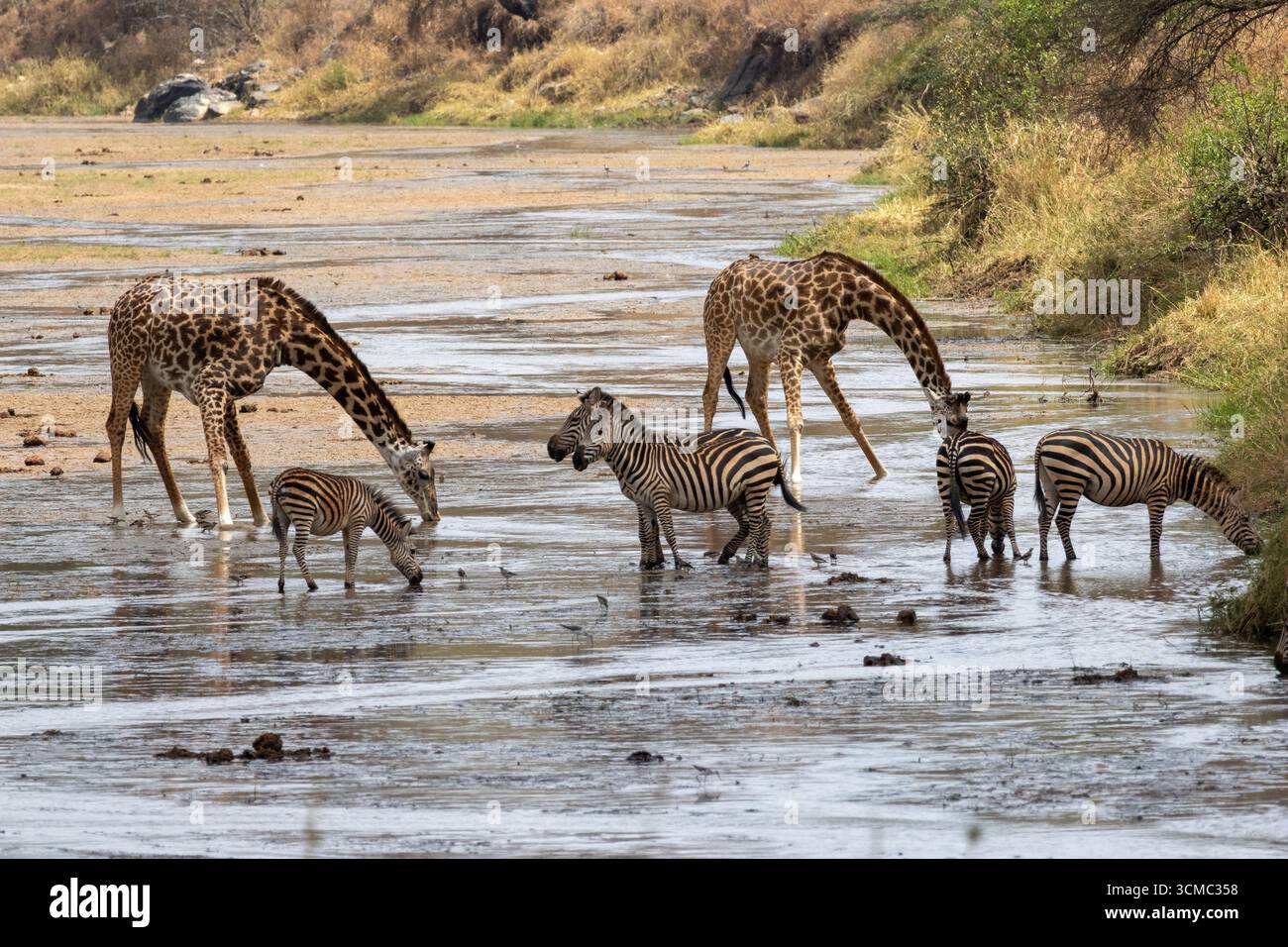 Safari d'un troupeau de girafe et de zèbre buvant dans un lit de rivière dans le parc national de Tarangire Banque D'Images