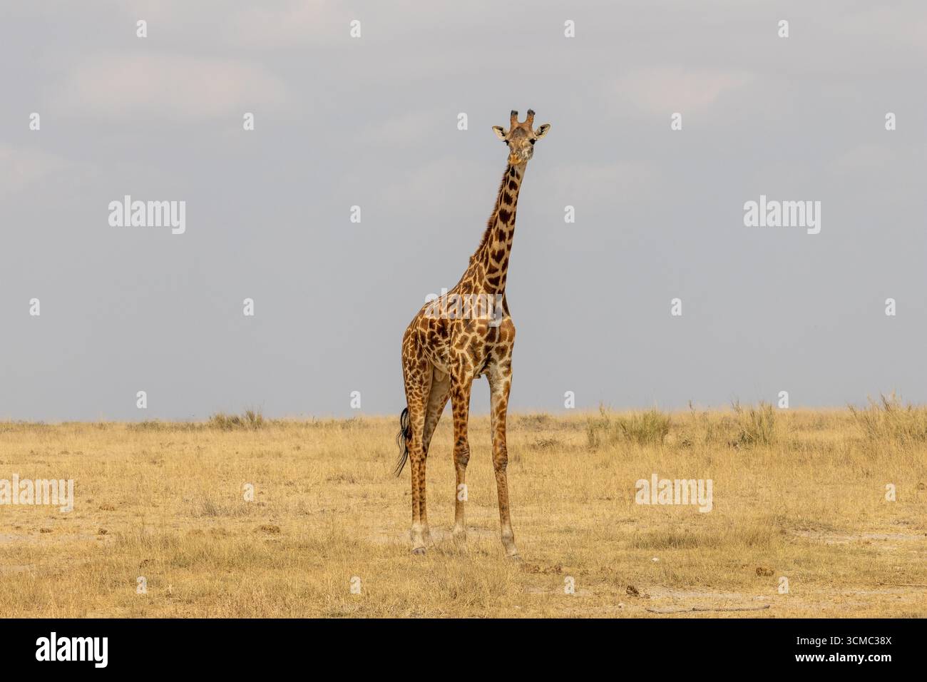 Portrait intégral d'une girafe debout seul dans la vaste savane du parc national d'Amboseli Banque D'Images