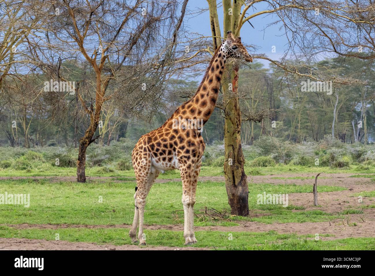 Rothschild Girafe marchant au milieu de la forêt dans le parc national du lac Nakuru Banque D'Images
