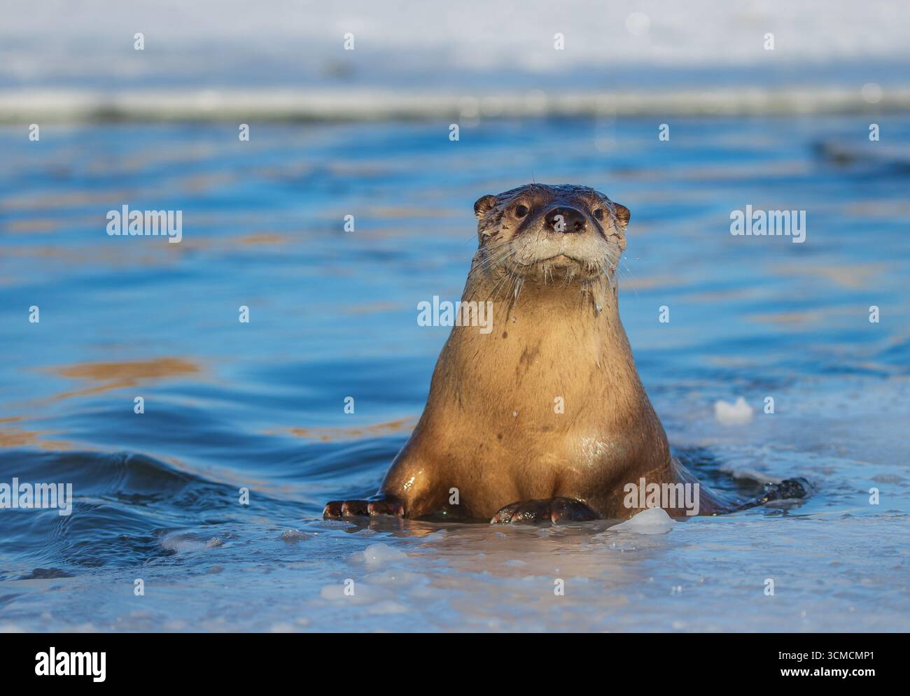 Loutre de rivière nord-américaine (Lontra canadensis) émergeant de l'eau glacée dans l'habitat hivernal. Banque D'Images