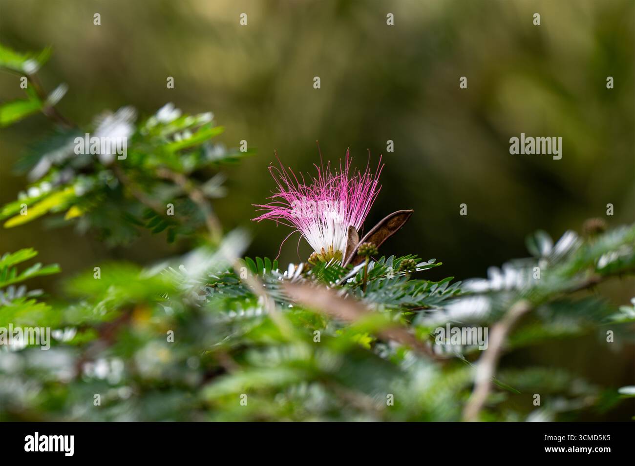 TINAMASTE, PROVINCE de SAN JOSÉ, COSTA RICA : originaire du Suriname, l'arbre à fleurs Calliandra surinamensis pousse dans une forêt tropicale costaricienne. Banque D'Images TINAMASTE, PROVINCE de SAN JOSÉ, COSTA RICA : originaire du Suriname, l'arbre à fleurs Calliandra surinamensis pousse dans une forêt tropicale costaricienne. Banque D'Images