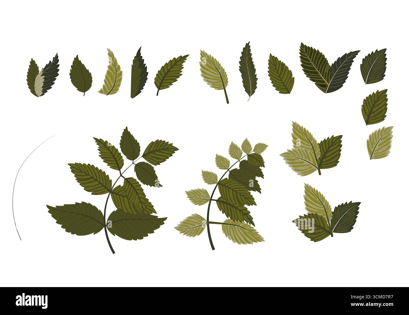 Ensemble de feuilles dentelées vertes pour votre conception. Illustration vectorielle isolée sur fond blanc. Illustration de Vecteur Ensemble de feuilles dentelées vertes pour votre conception. Illustration vectorielle isolée sur fond blanc. Illustration de Vecteur