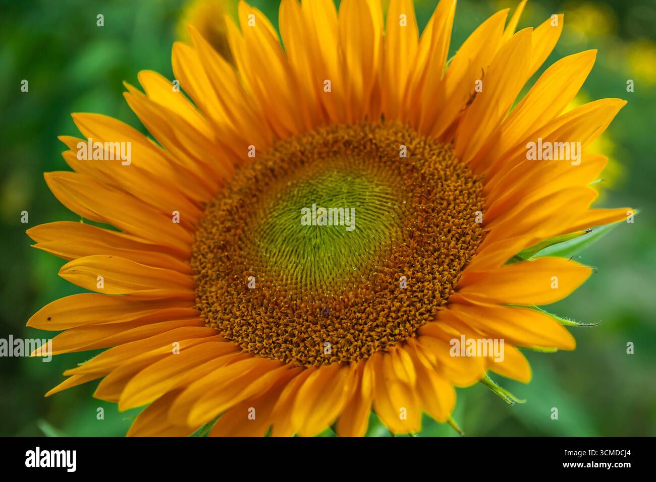 Tournesol jaune éclatant en pleine floraison Banque D'Images