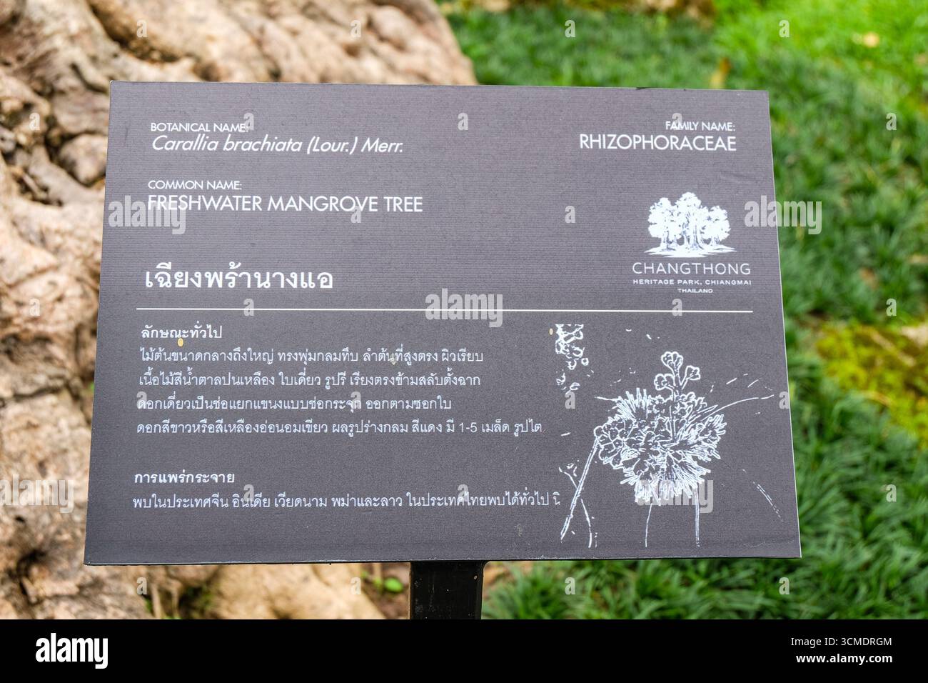 Les arbres sont clairement étiquetés en thaï et en anglais Banque D'Images