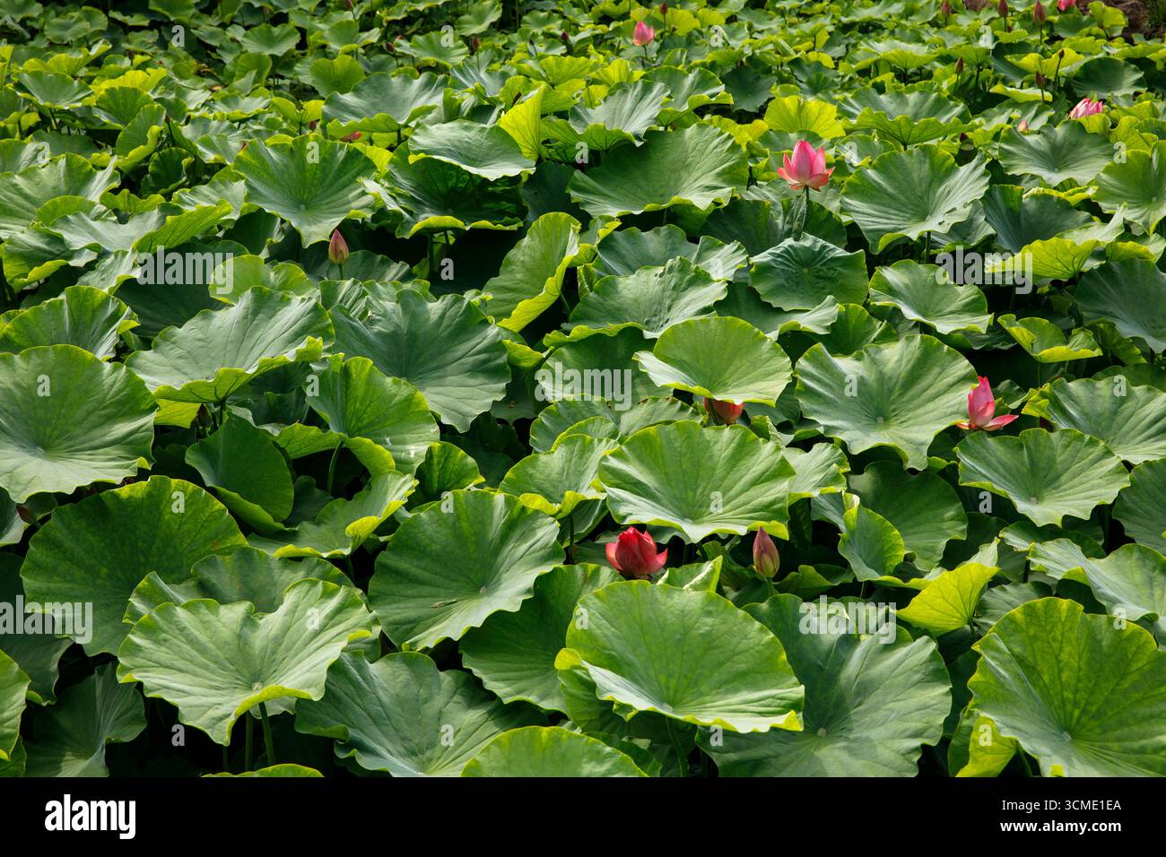 Étang avec des fleurs de lotus dans la flore, le jardin botanique de Cologne, Allemagne. Teich mit Lotosblumen in der Flora, der Botanische Garten von Koeln, D. Banque D'Images