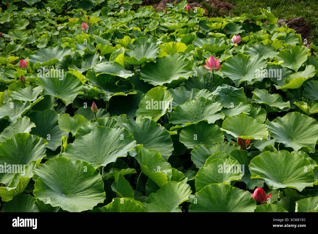 Étang avec des fleurs de lotus dans la flore, le jardin botanique de Cologne, Allemagne. Teich mit Lotosblumen in der Flora, der Botanische Garten von Koeln, D. Banque D'Images