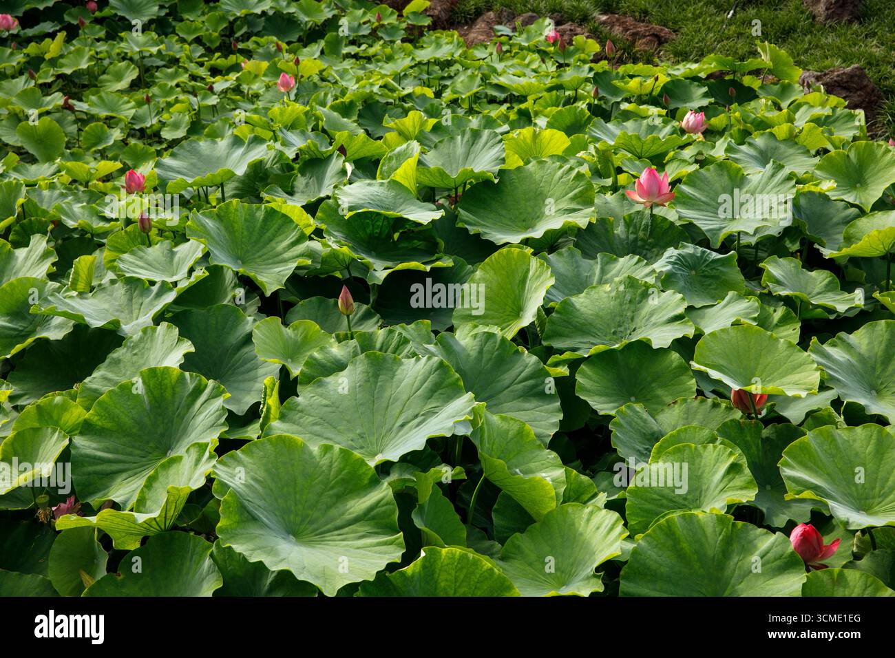 Étang avec des fleurs de lotus dans la flore, le jardin botanique de Cologne, Allemagne. Teich mit Lotosblumen in der Flora, der Botanische Garten von Koeln, D. Banque D'Images