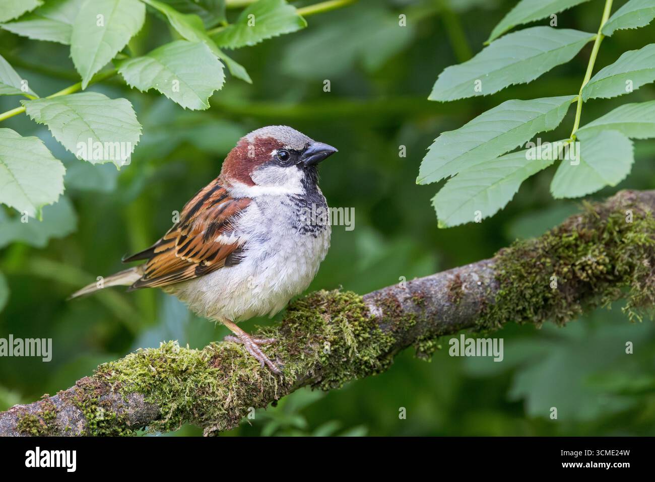 Moineau de maison [ passer domesticus ] oiseau mâle sur un bâton de mousse Banque D'Images