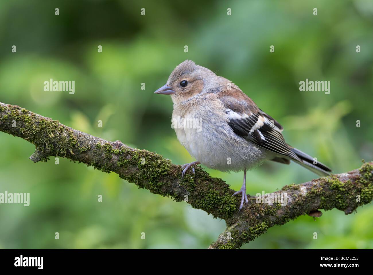 Chaffinch [ Fringilla coelebs ] oiseau femelle sur un bâton de mousse Banque D'Images