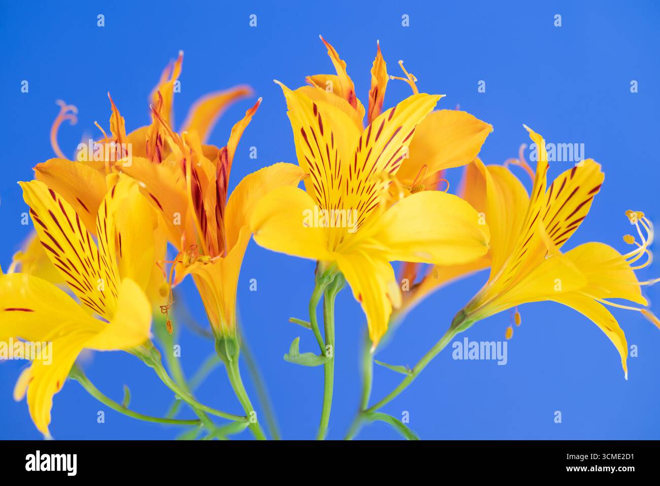 Fleurs d'Alstroemeria, jaune avec fond bleu Banque D'Images