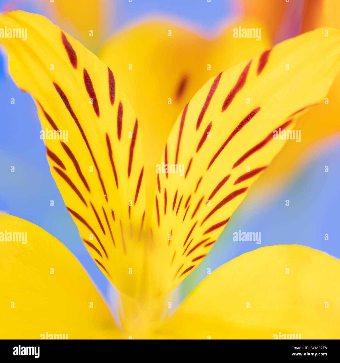 Fleurs d'Alstroemeria, jaune avec fond bleu Banque D'Images