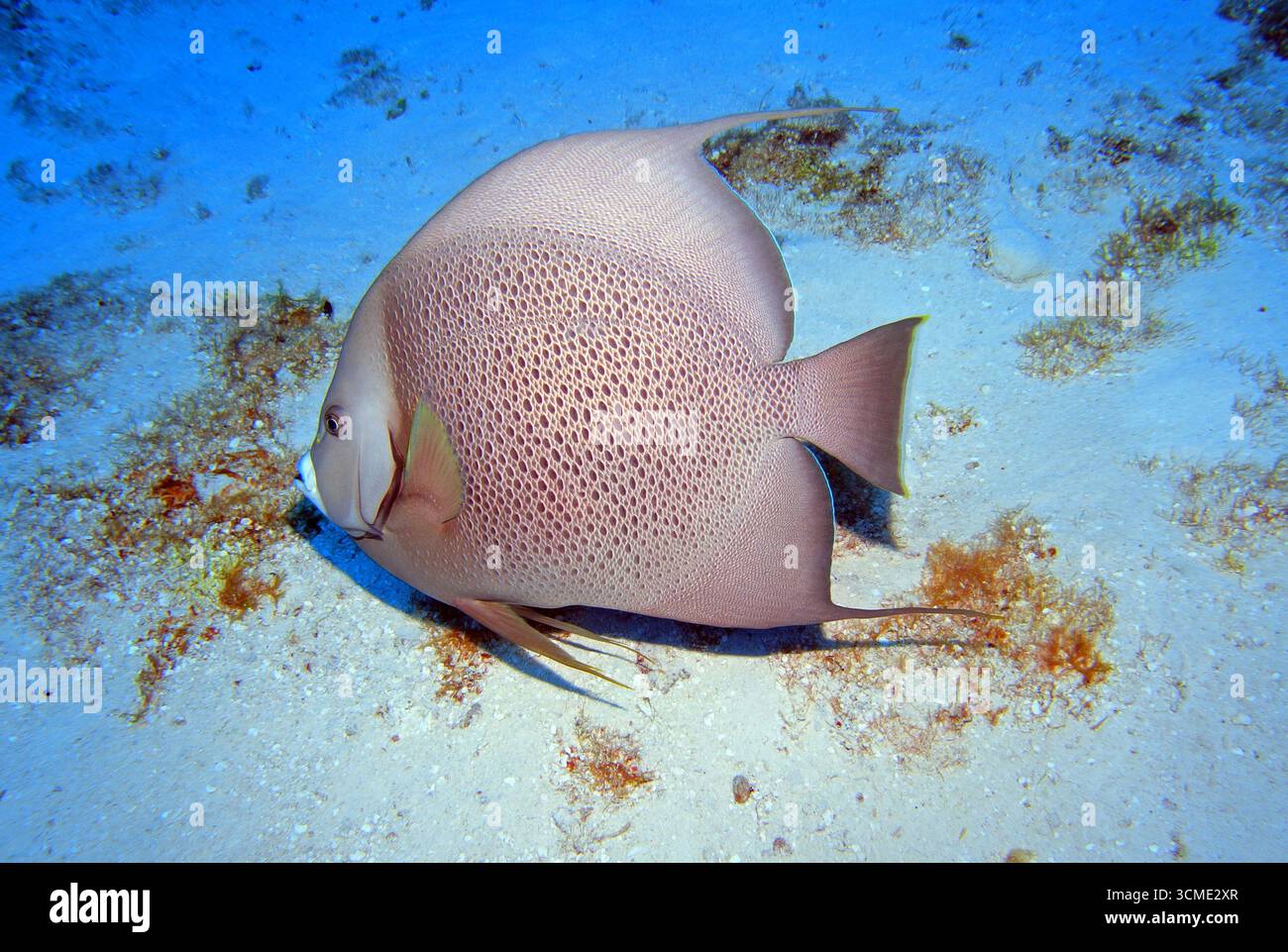 Angelfish gris dans la mer des Caraïbes près de l'île de Cozumel, Mexique Banque D'Images